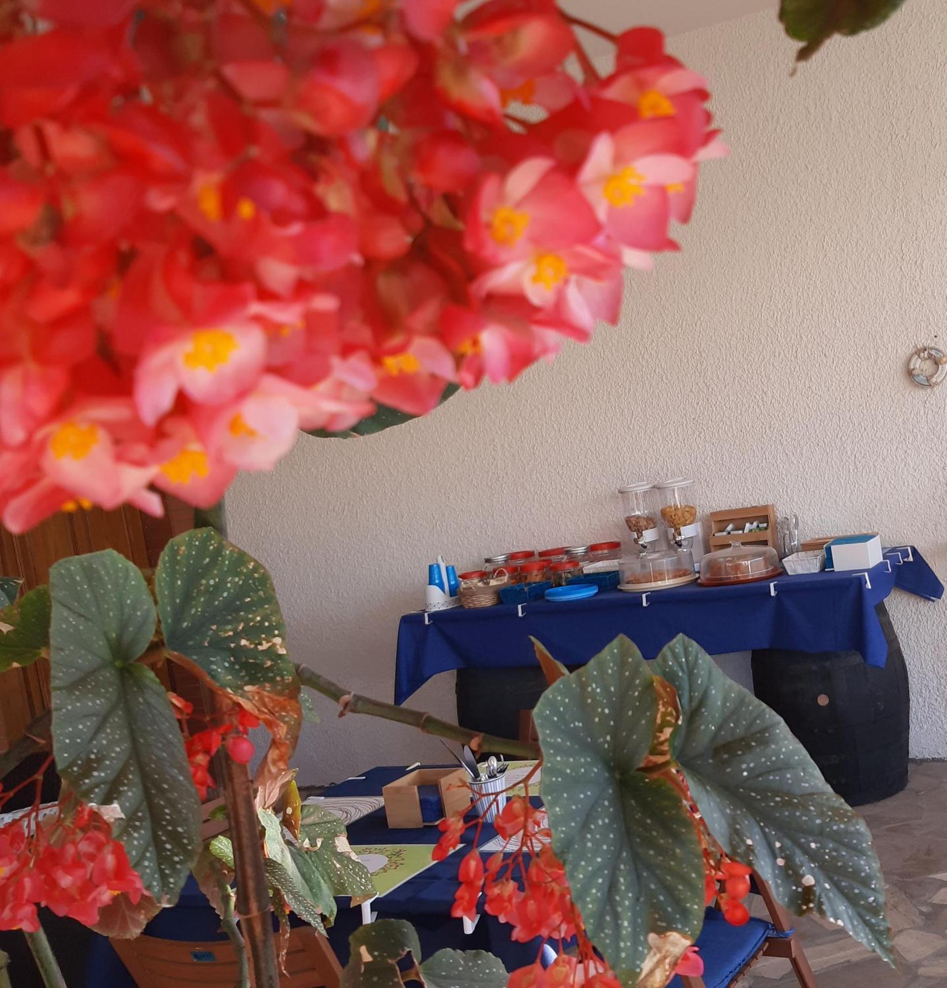 סאלבה B&B Il Cedro מראה חיצוני תמונה